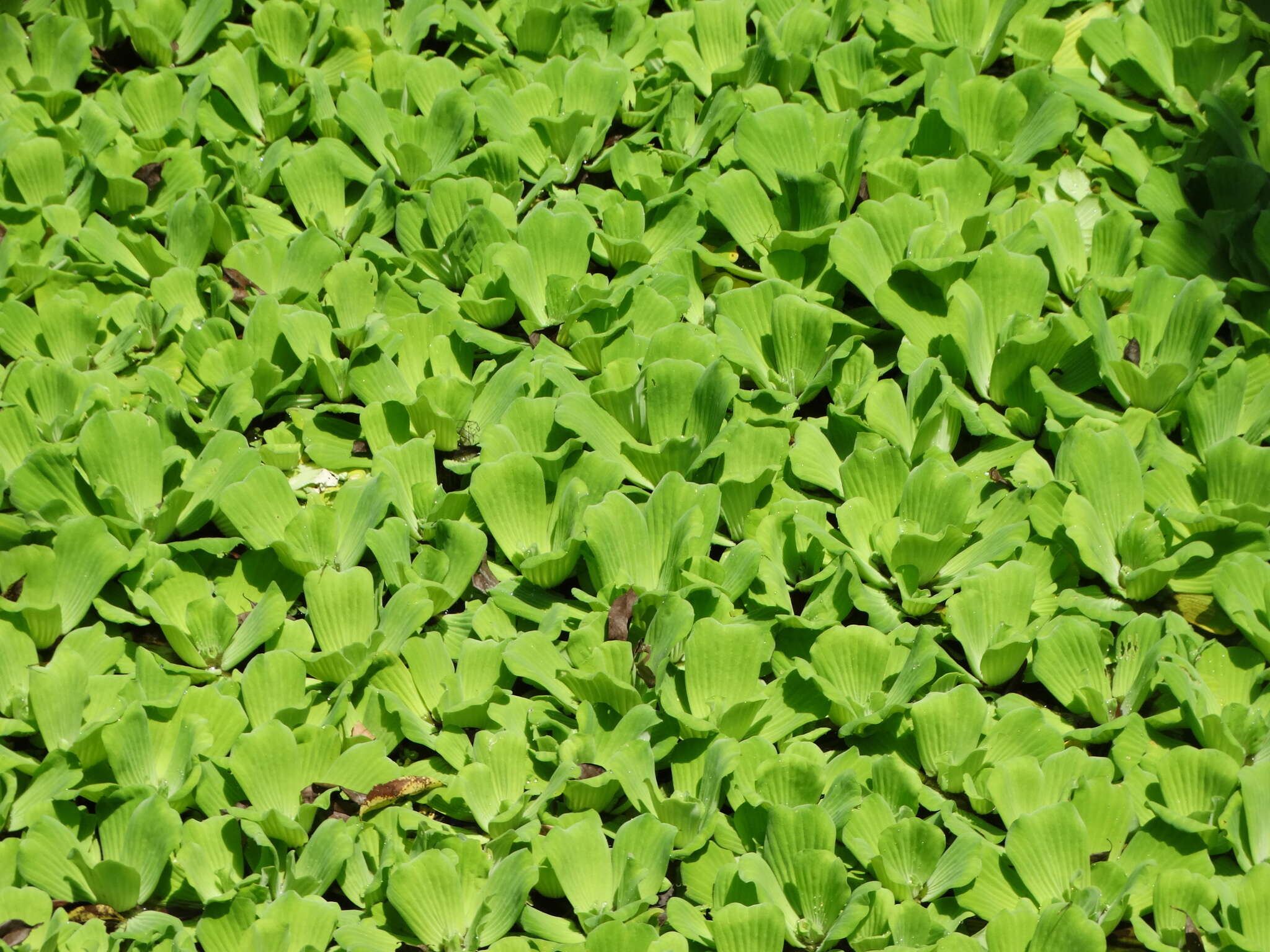 Image of pistia