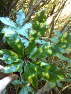 Imagem de Schefflera digitata J. R. Forst. & G. Forst.