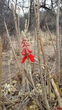 Image of Namib Coral Tree