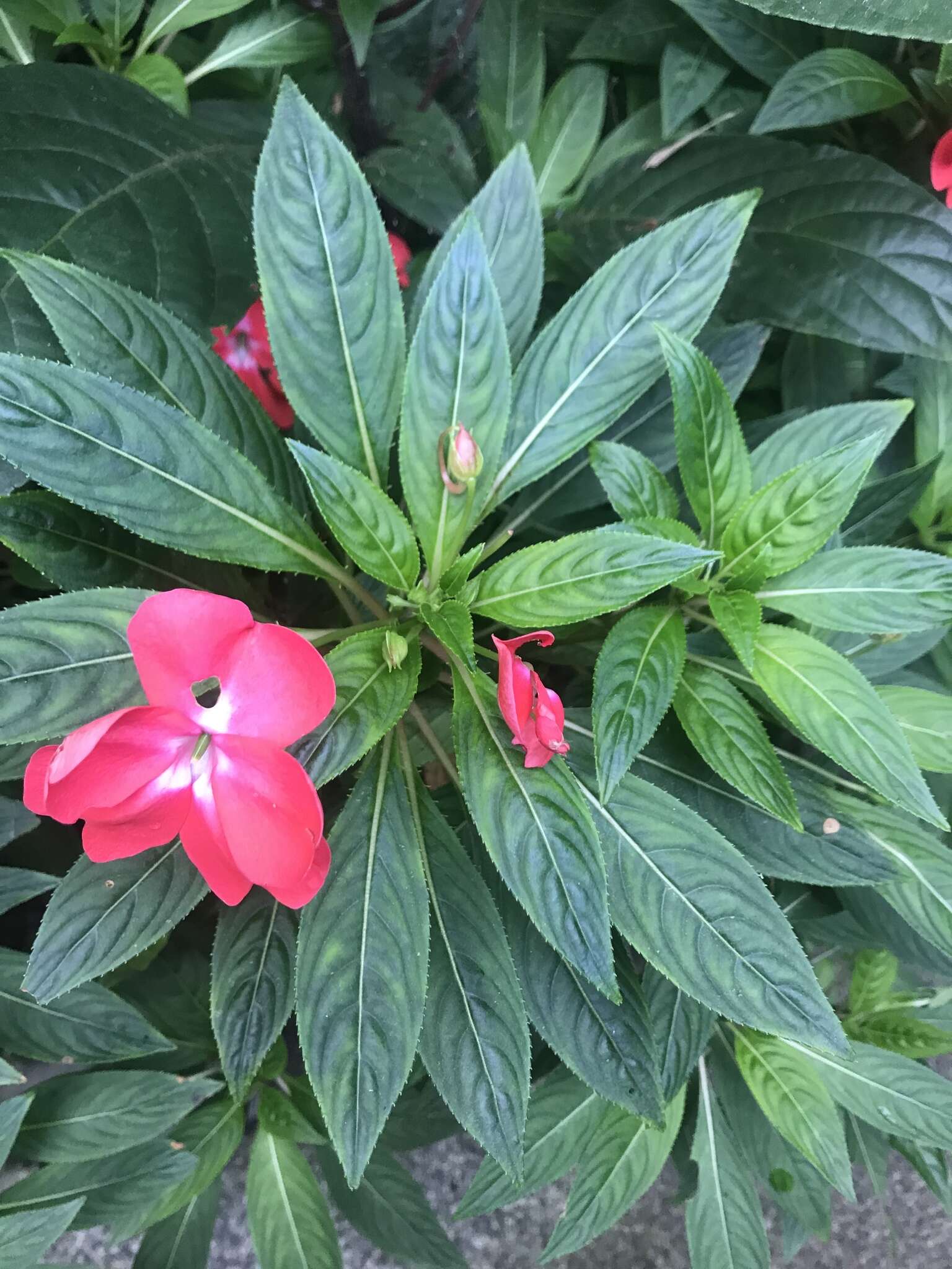 Image of Impatiens hawkeri W. Bull