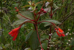 Image of Kohleria trianae (Regel) Hanst.