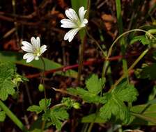 Image of Geranium wakkerstroomianum R. Knuth