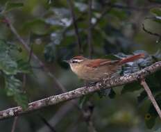 Image of Pallid Spinetail