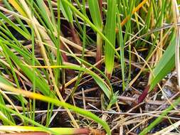 Image of Chionochloa ovata (Buchanan) Zotov