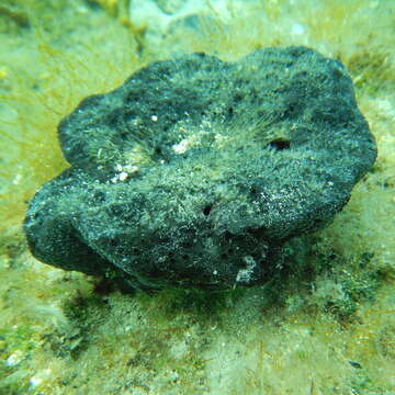 Image of black leather sponge