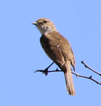 Image of <i>Bradornis mariquensis</i>