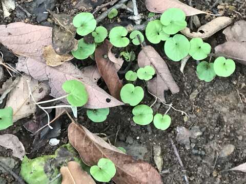 Image of Dichondra repens J. R. Forster & G. Forster