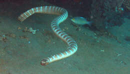 Image of Black-banded sea krait