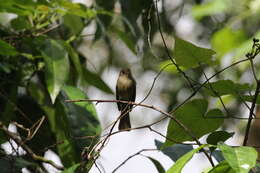 Image of Jamaican Pewee