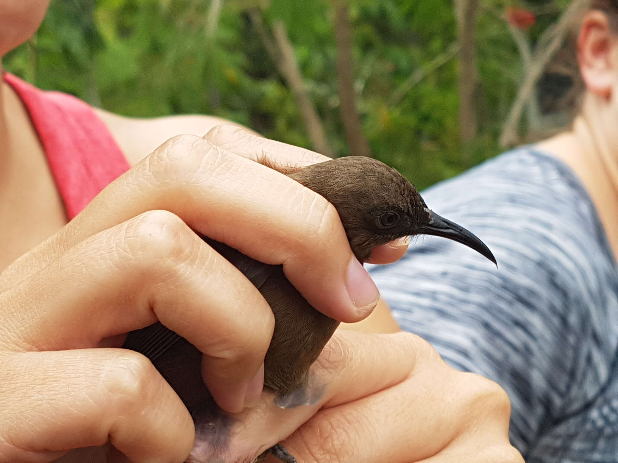 Image of Dusky Honeyeater