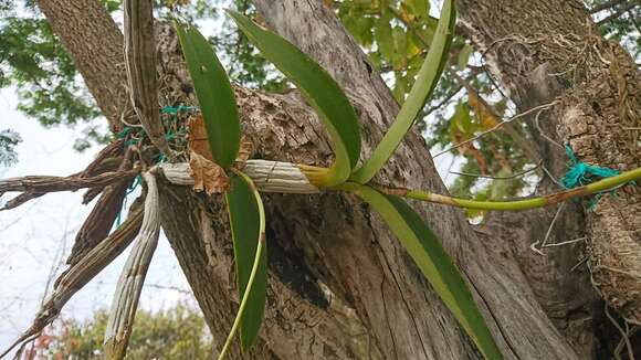 Image of Epidendrum bracteolatum C. Presl