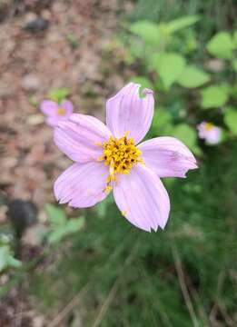 Image of Cosmos crithmifolius Kunth