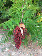 Image of prairie sumac