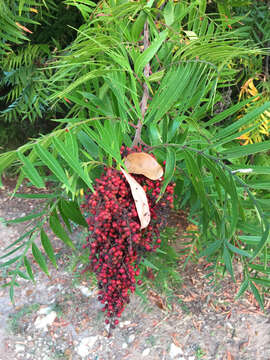 Image de Rhus lanceolata (Gray) Britt.