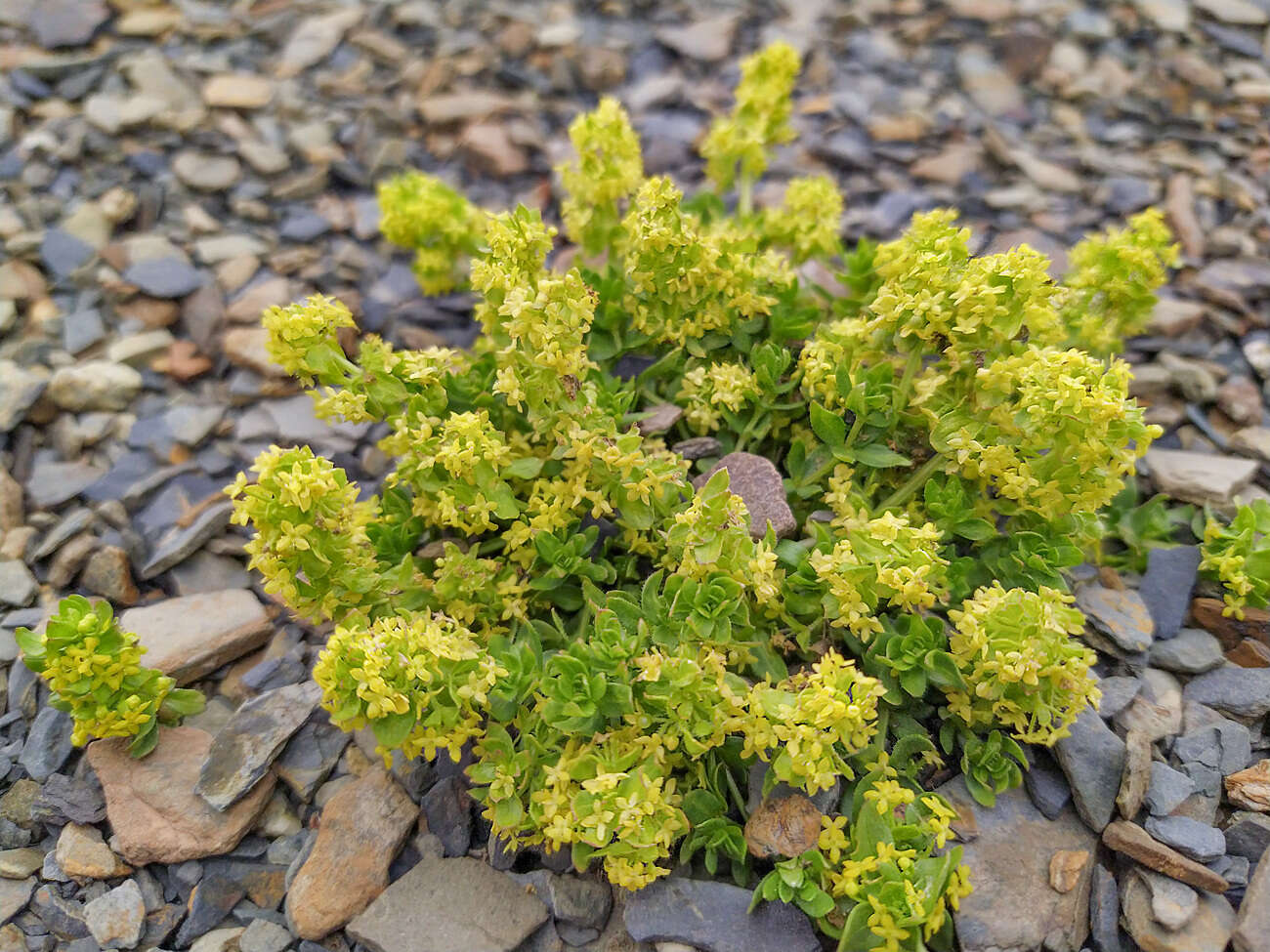 Image of Cruciata valentinae (Galushko) Galushko