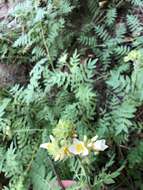 صورة Polemonium foliosissimum var. flavum (Greene) Anway