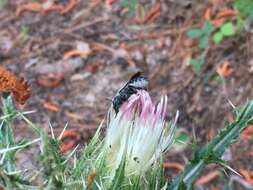 Image de Osmia chalybea Smith 1853