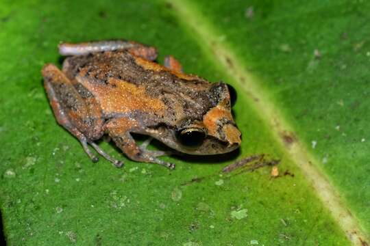 Image of Martinique Robber Frog