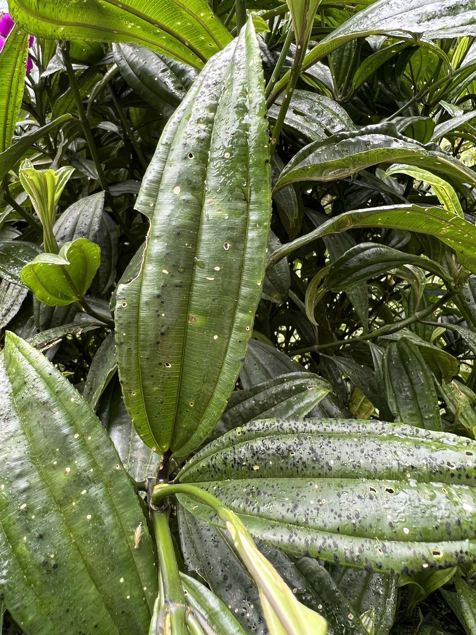 Imagem de Meriania speciosa (Humb. & Bonpl.) Naud.