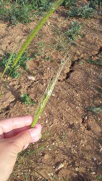 Image of wild einkorn