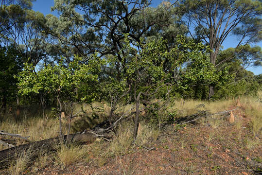 Image of Petalostigma banksii Britten & S. Moore