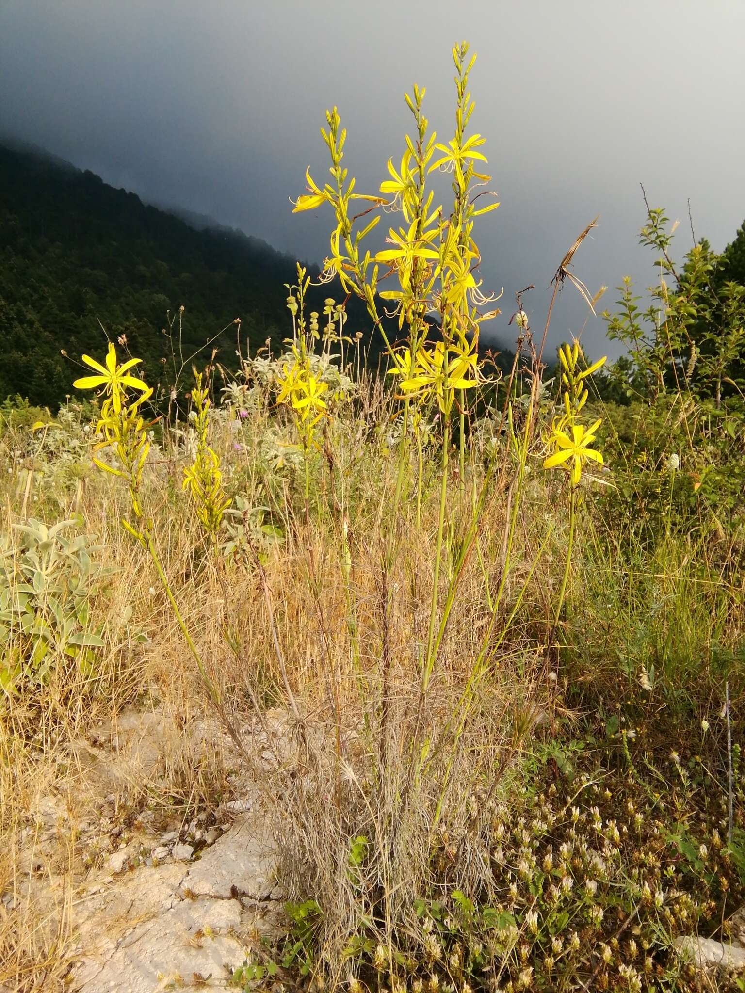 Image of Asphodeline liburnica (Scop.) Rchb.