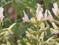 Astragalus lentiginosus var. yuccanus M. E. Jones的圖片