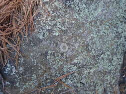 Image of crust porpidia lichen