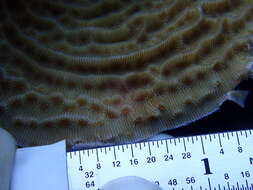 Image of Tube Coral