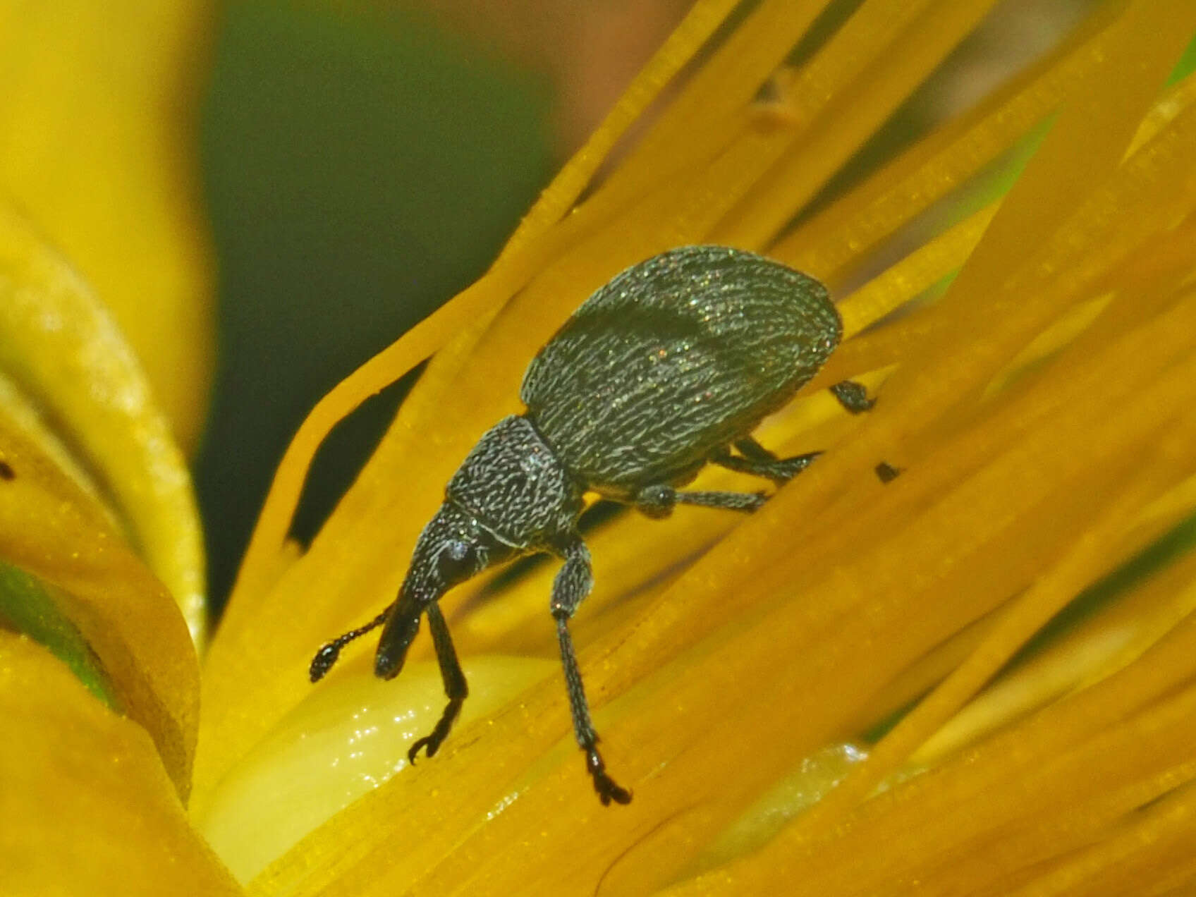 Image of Pseudoperapion brevirostre (Herbst 1797)