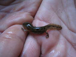 Image of Corsican Fire Salamander