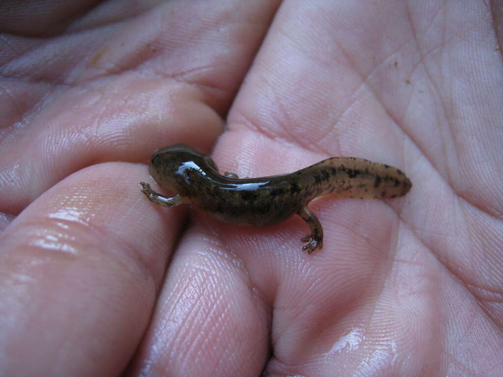 Image of Corsican Fire Salamander