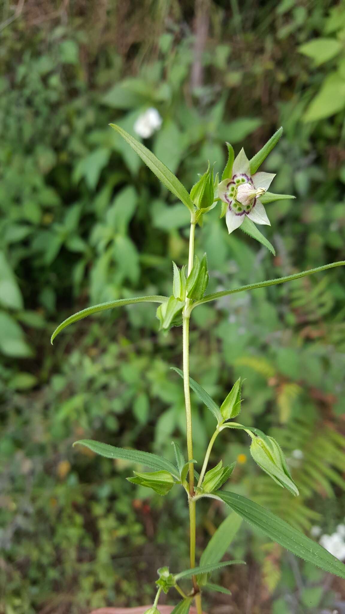 Image of Swertia paniculata Wall.