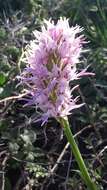 Orchis italica Poir. resmi