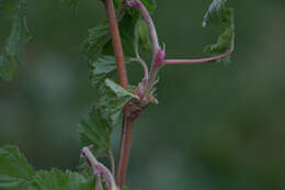 Image of delicious raspberry