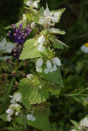 Image of Lamium moschatum Mill.