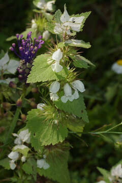 Слика од Lamium moschatum Mill.