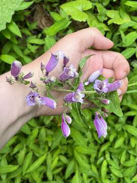 Image of Small's beardtongue