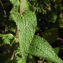 Sivun Verbascum brevipedicellatum (Engler) Huber-Morath kuva