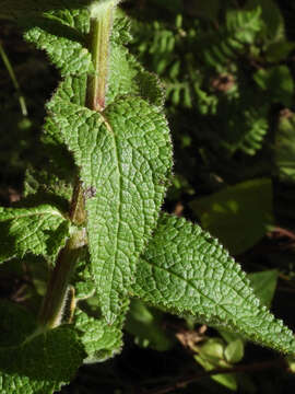 Sivun Verbascum brevipedicellatum (Engler) Huber-Morath kuva