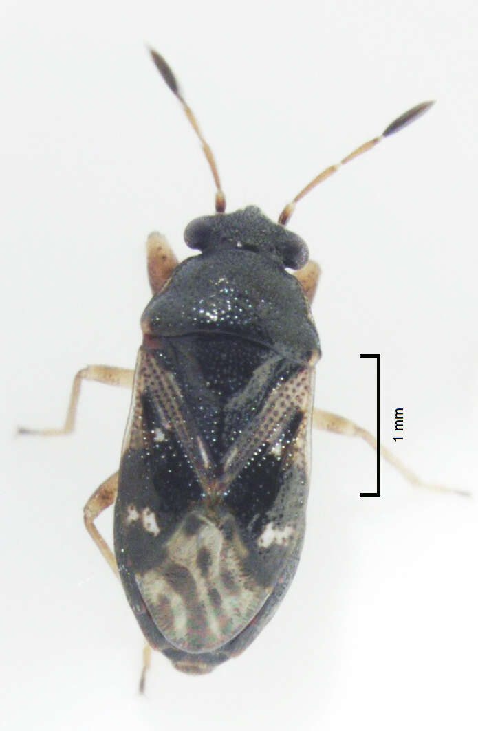 Image of Stizocephalus brevirostris Eyles 1970