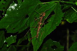 Image of Ceroys (Ceroys) perfoliatus (Gray & G. R. 1835)