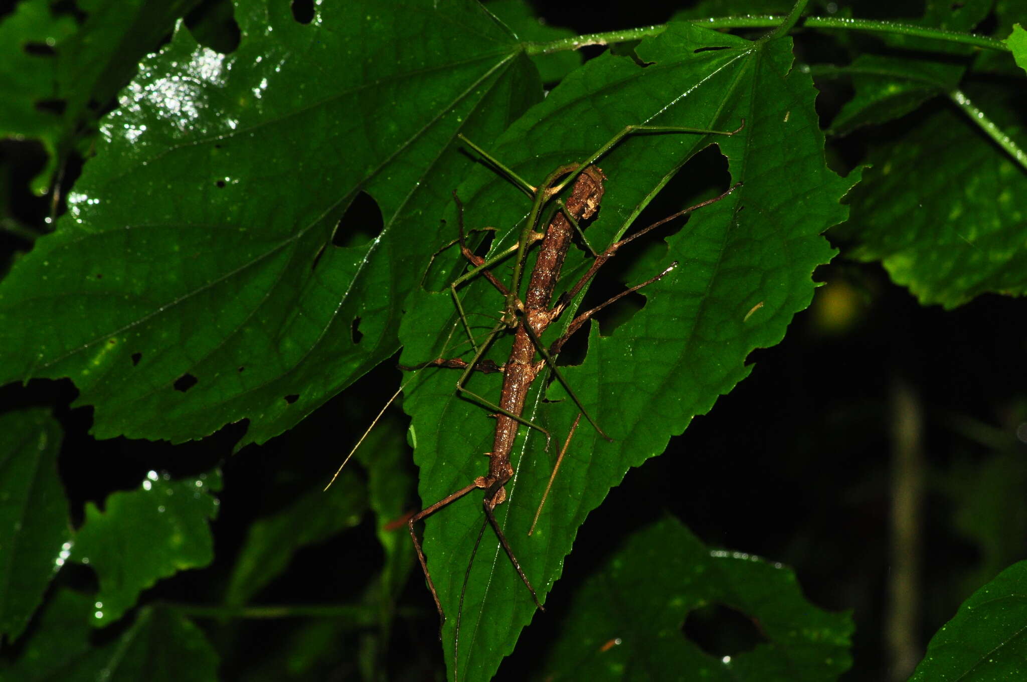 Image of Ceroys (Ceroys) perfoliatus (Gray & G. R. 1835)