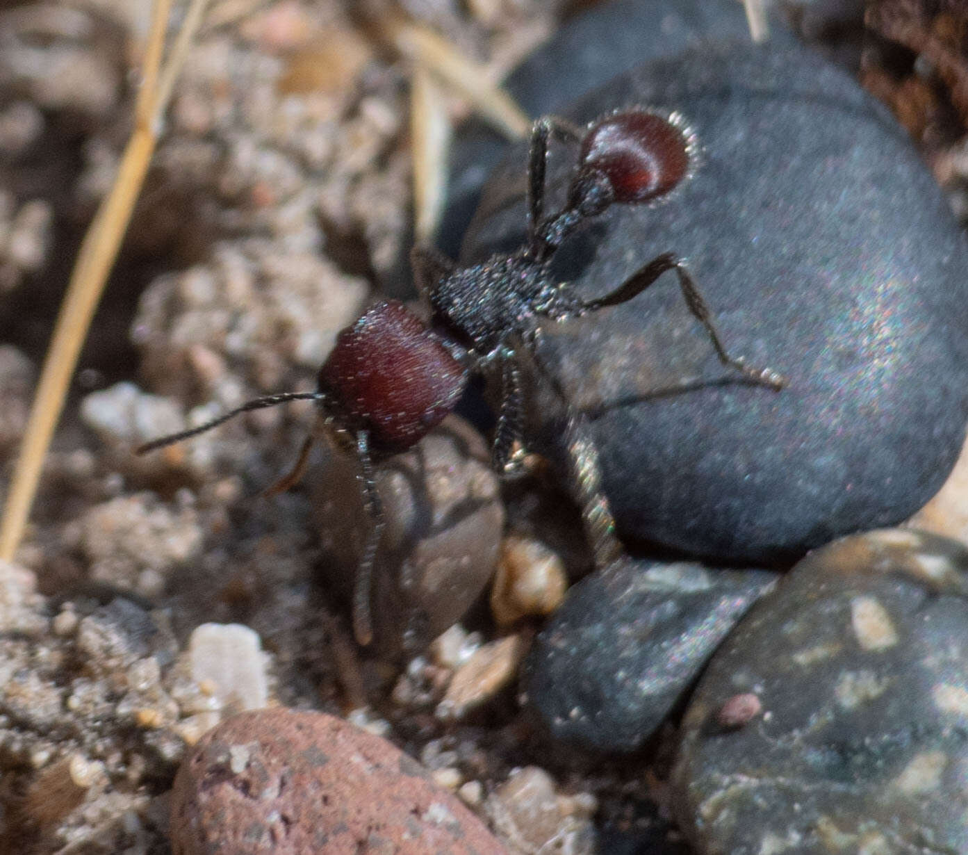 Imagem de Pogonomyrmex rastratus Mayr 1868