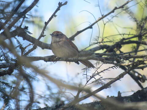 Image of Pale-breasted Spinetail