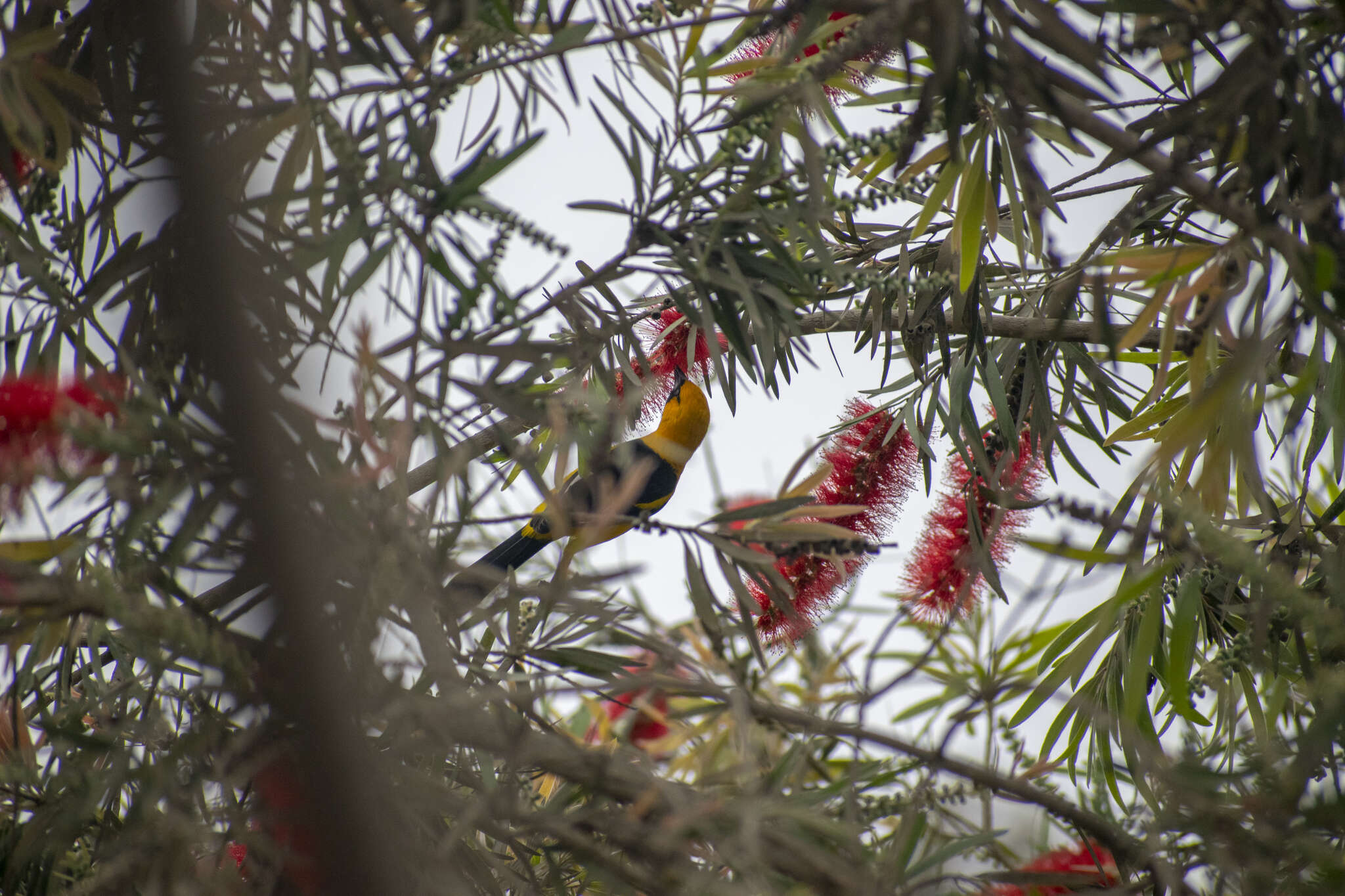 Image of White-edged Oriole