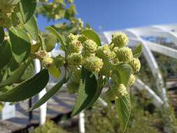 صورة Lippia gentryi Standl.