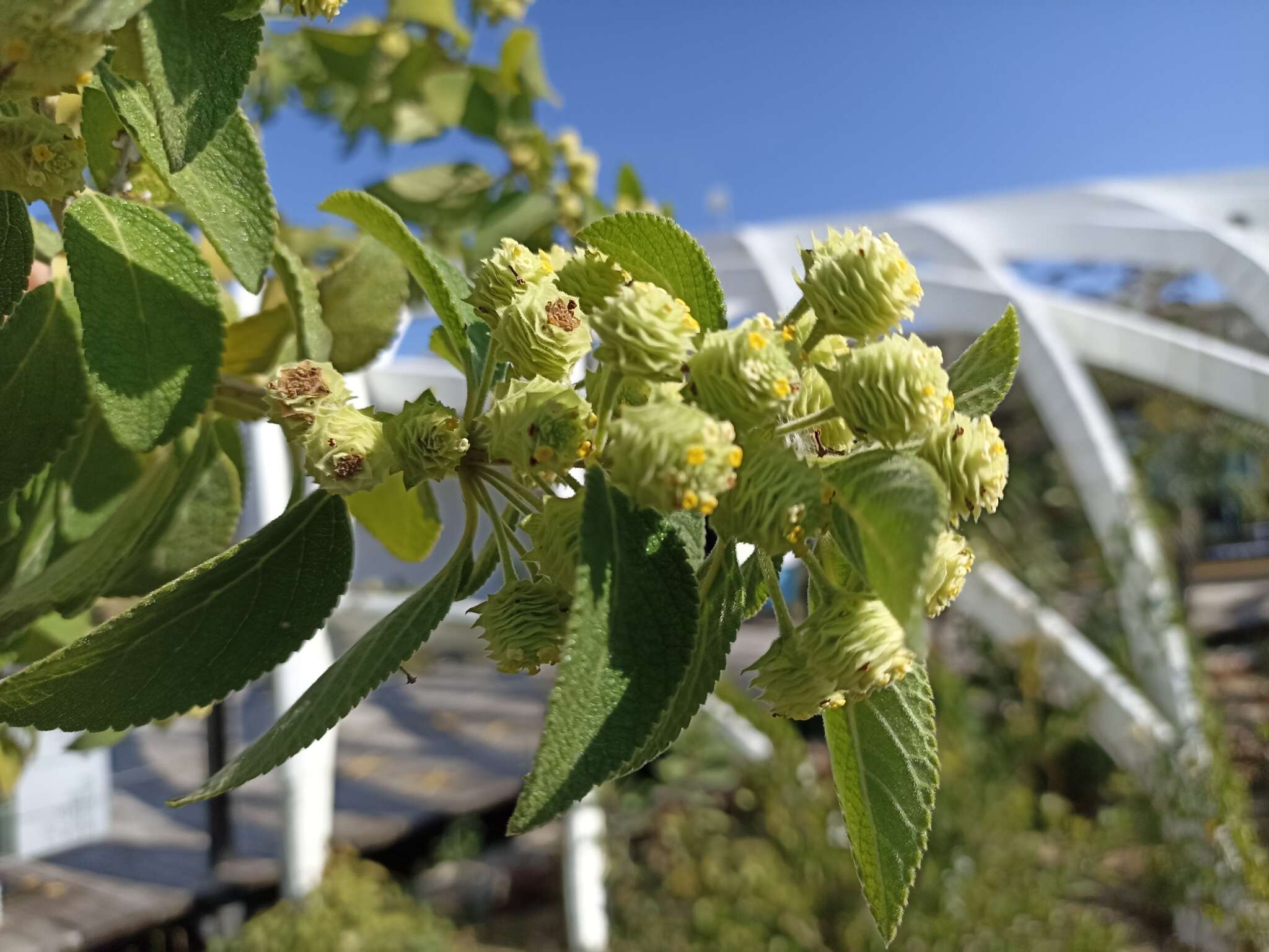 صورة Lippia gentryi Standl.