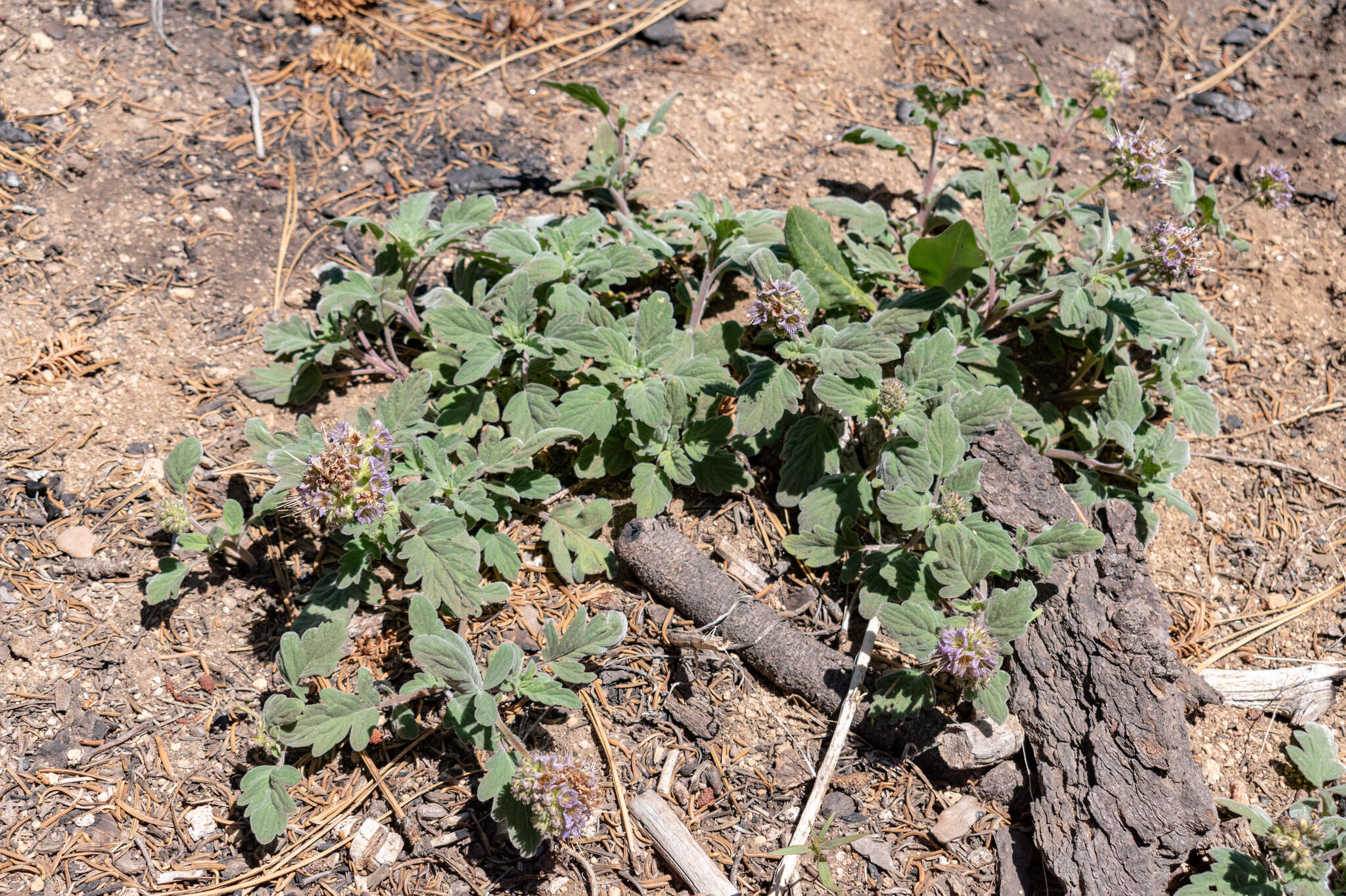 Image of waterleaf phacelia