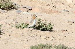 Image of Montifringilla blanfordi